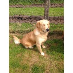 11month old male golden retriever