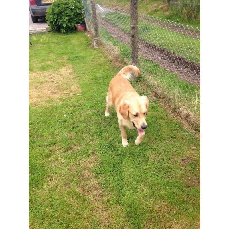 11month old male golden retriever