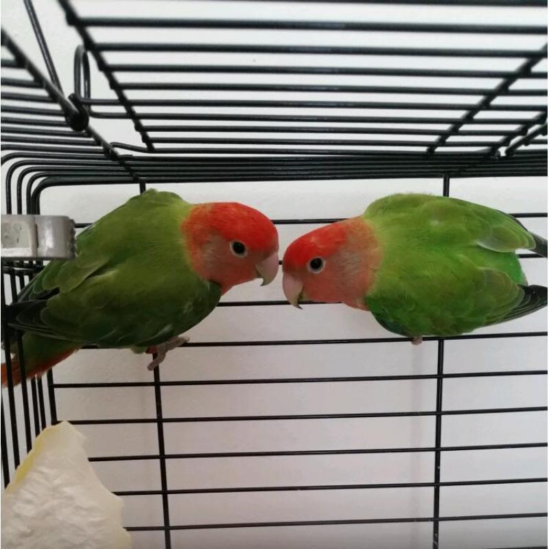 Pair of lovebirds