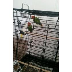 Pair of lovebirds
