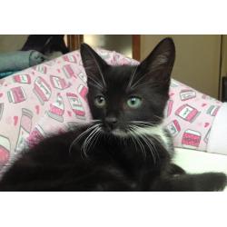 Luna - Female Tuxedo Kitten