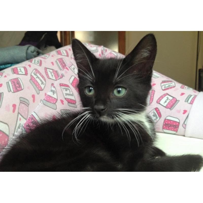 Luna - Female Tuxedo Kitten