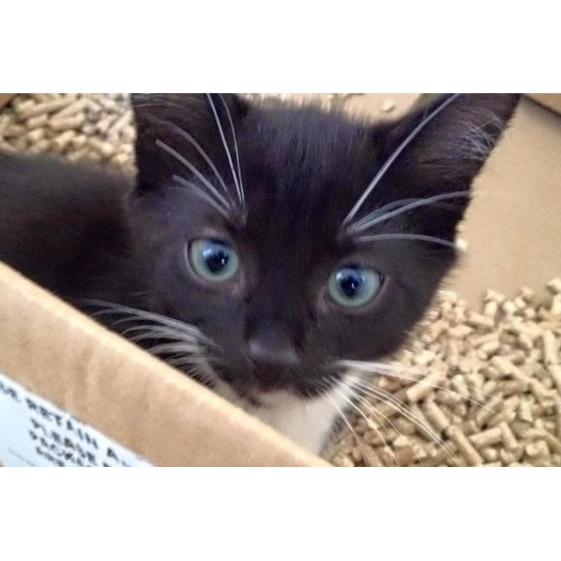 Luna - Female Tuxedo Kitten