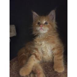 Pedigree Mainee Coon Kitten for sale