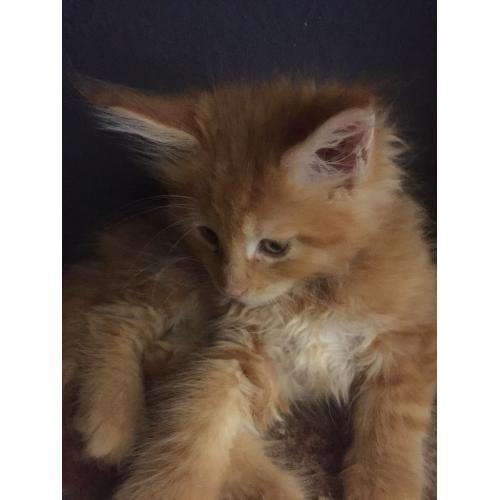 Pedigree Mainee Coon Kitten for sale