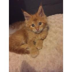 Pedigree Mainee Coon Kitten for sale