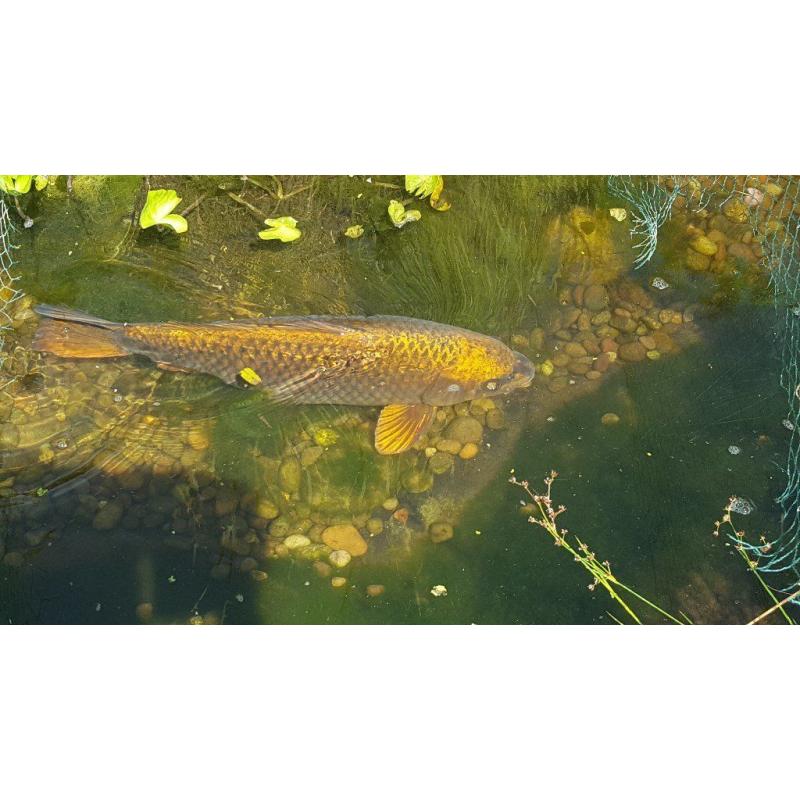 Beautiful huge golden ghost carp 19 inches long, wonderful condition, too large for pond.