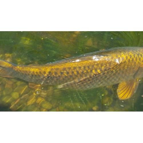 Beautiful huge golden ghost carp 19 inches long, wonderful condition, too large for pond.