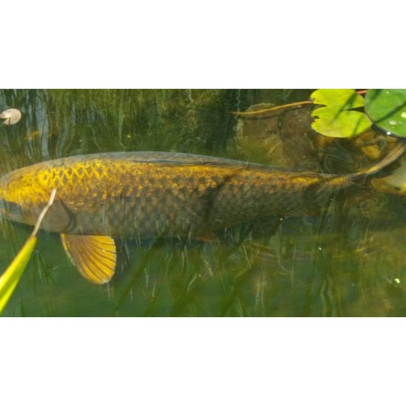 Beautiful huge golden ghost carp 19 inches long, wonderful condition, too large for pond.