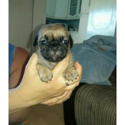 99% pug puppies