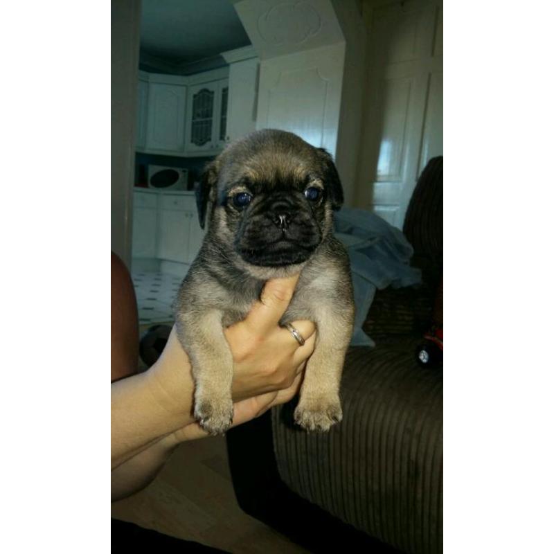 99% pug puppies