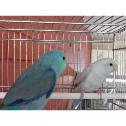 Pair of Celestial Parrotlets and Vision cage for sale