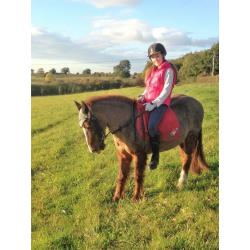 Pony for part loan