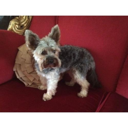 Yorkshire terrior 3 years old