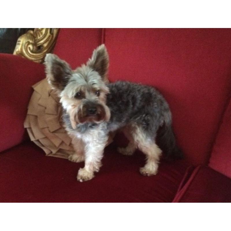 Yorkshire terrior 3 years old