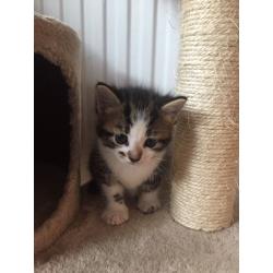 4 beautiful kittens needing loving homes