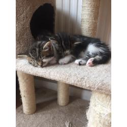 4 beautiful kittens needing loving homes
