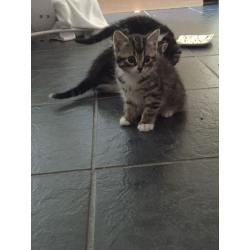 4 beautiful kittens needing loving homes