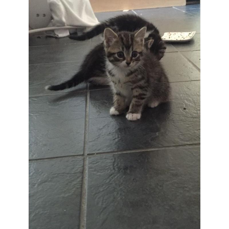 4 beautiful kittens needing loving homes