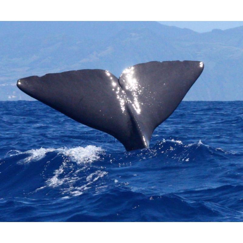 Whale & Dolphin Conservation Project in Tenerife
