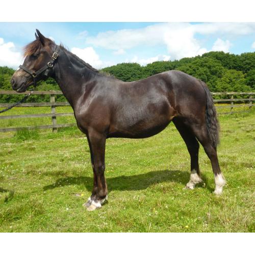 Stunning BLACK with 4 whites Reg Welsh Cob Yearling Filly, Proven Performance Bloodlines