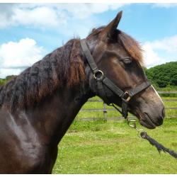 Stunning BLACK with 4 whites Reg Welsh Cob Yearling Filly, Proven Performance Bloodlines