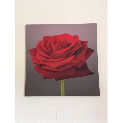 Rose canvas good size square! Must go!