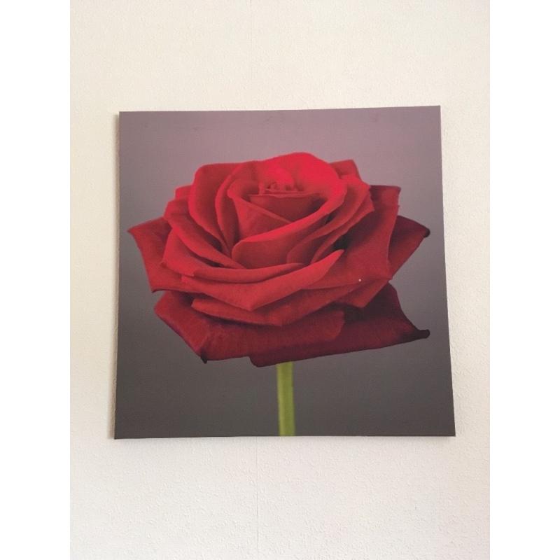 Rose canvas good size square! Must go!