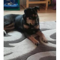 Rotti x huskey
