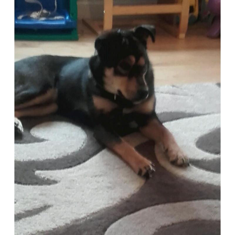 Rotti x huskey
