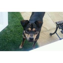 Rotti x huskey