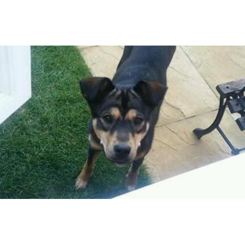 Rotti x huskey