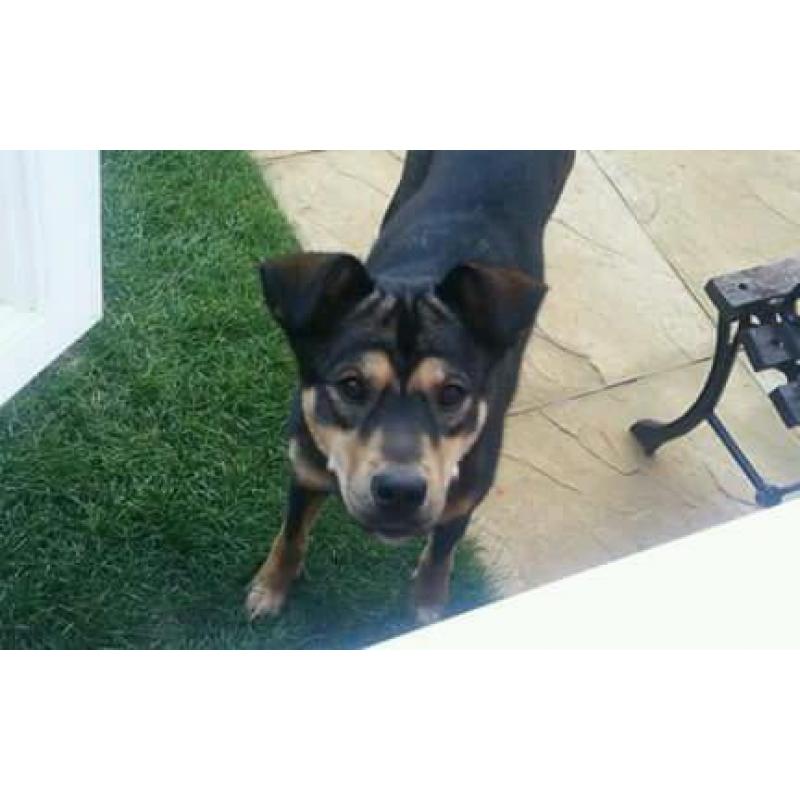 Rotti x huskey