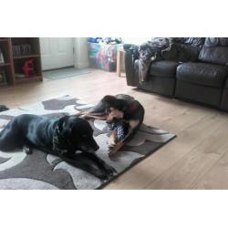 Rotti x huskey