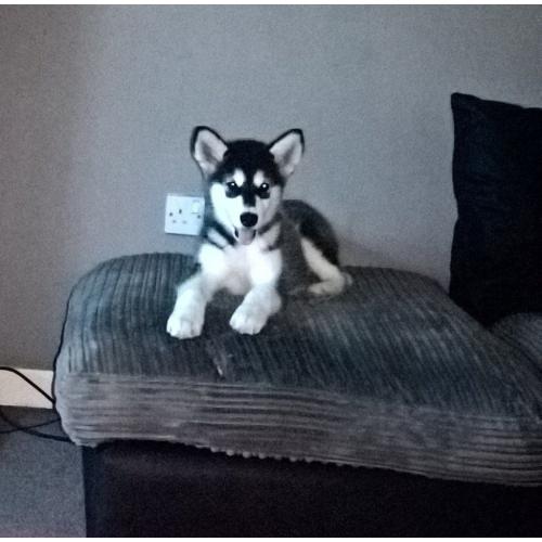 alaskan malamute