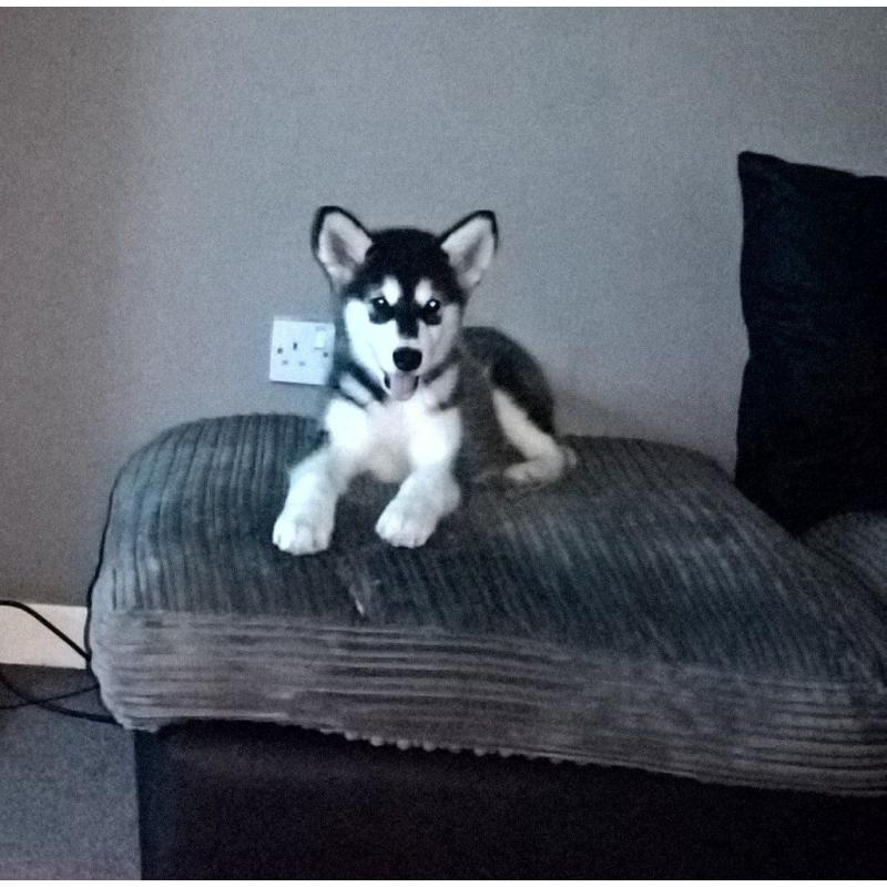 alaskan malamute