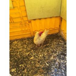 White leghorn pullet at pol