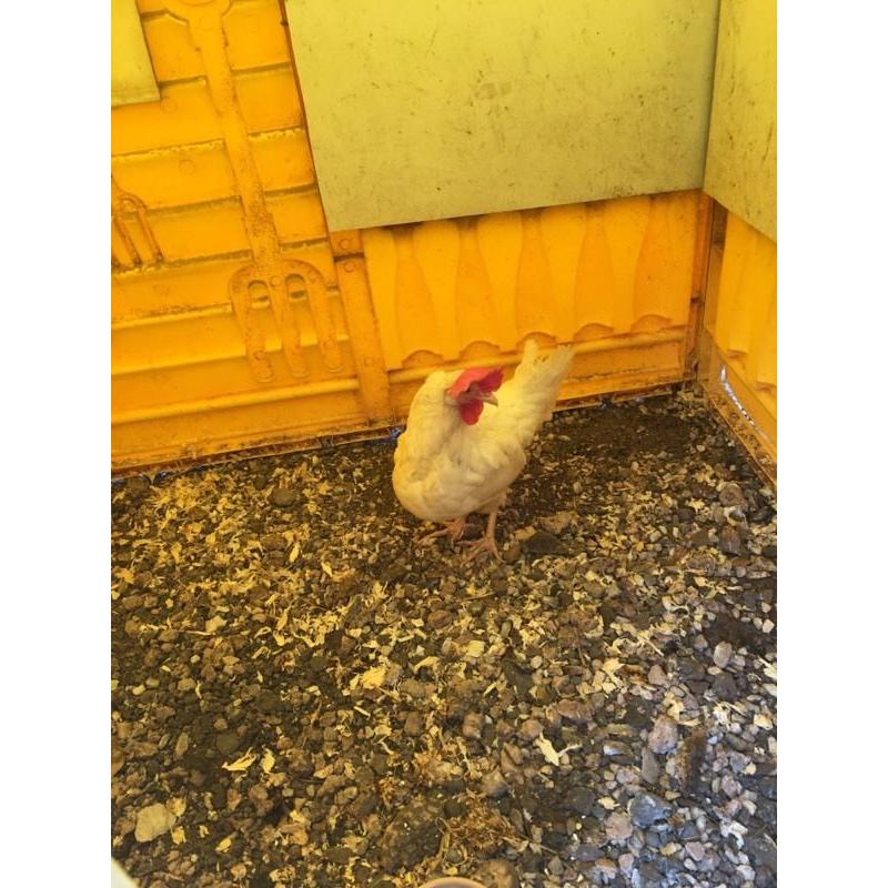 White leghorn pullet at pol