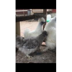 White leghorn pullet at pol