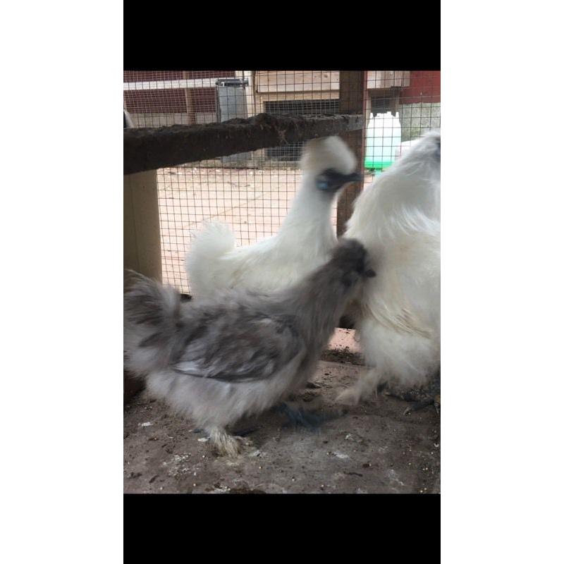 White leghorn pullet at pol