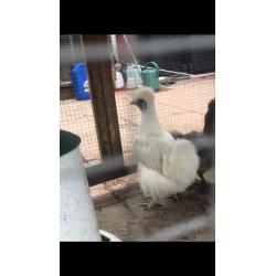 White leghorn pullet at pol