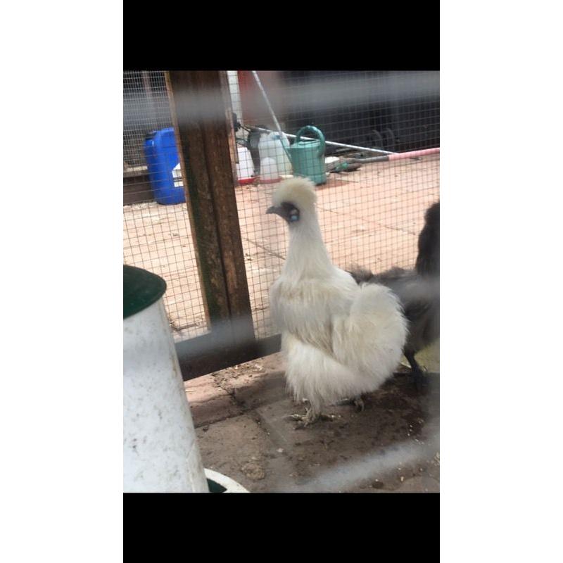 White leghorn pullet at pol