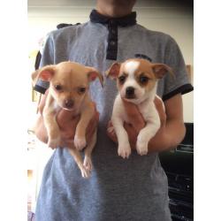 Chihuahua x jack