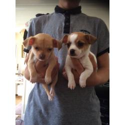 Chihuahua x jack