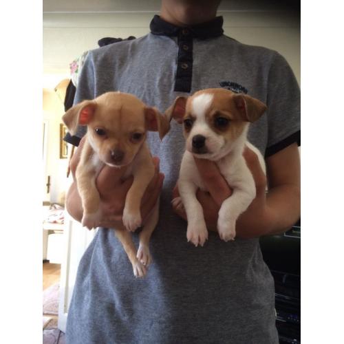 Chihuahua x jack