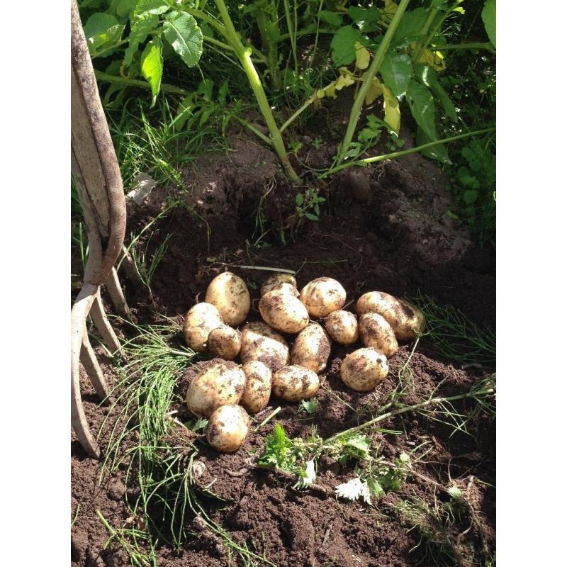 New potatoes for sale - dug to order