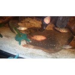 Jewel tropical fish