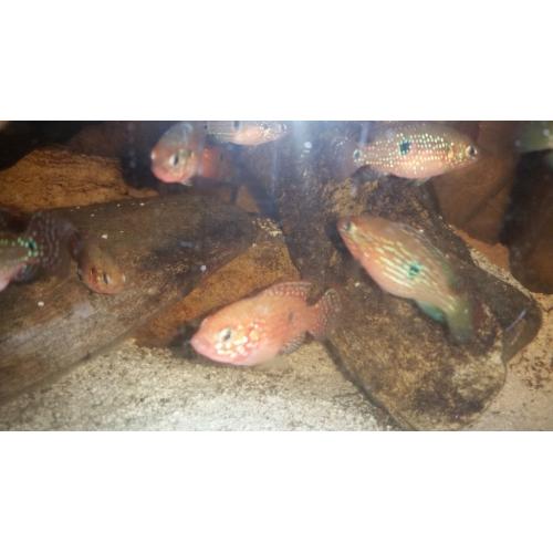 Jewel tropical fish