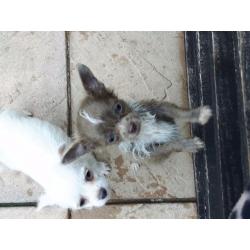Chihuahua x poodle