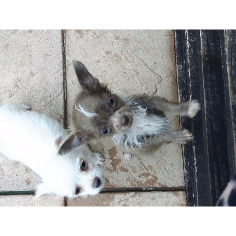 Chihuahua x poodle